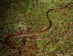 Image of Amethystine or scrub python