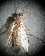 Image of Wood gnat