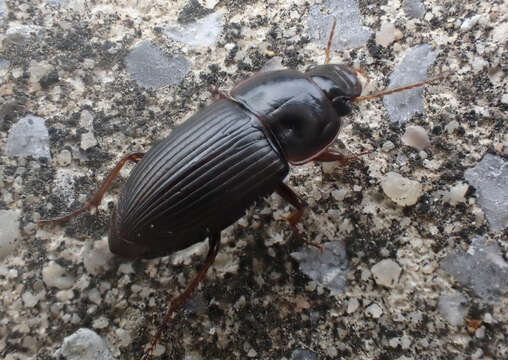 Image of Anisodactylus (Gynandrotarsus) rusticus (Say 1823)