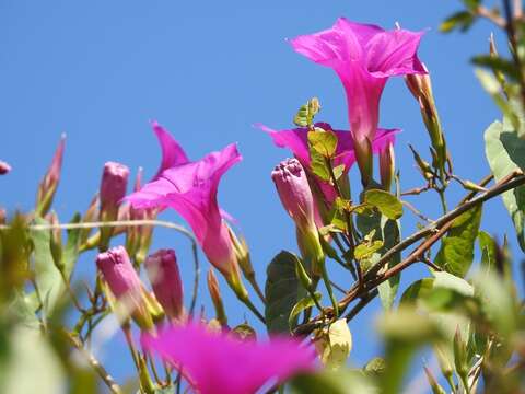 Image of Ipomoea bernoulliana Peter