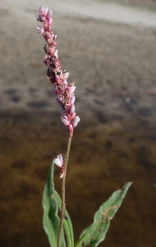 Image of Persicaria limbata (Meisn.) Hara