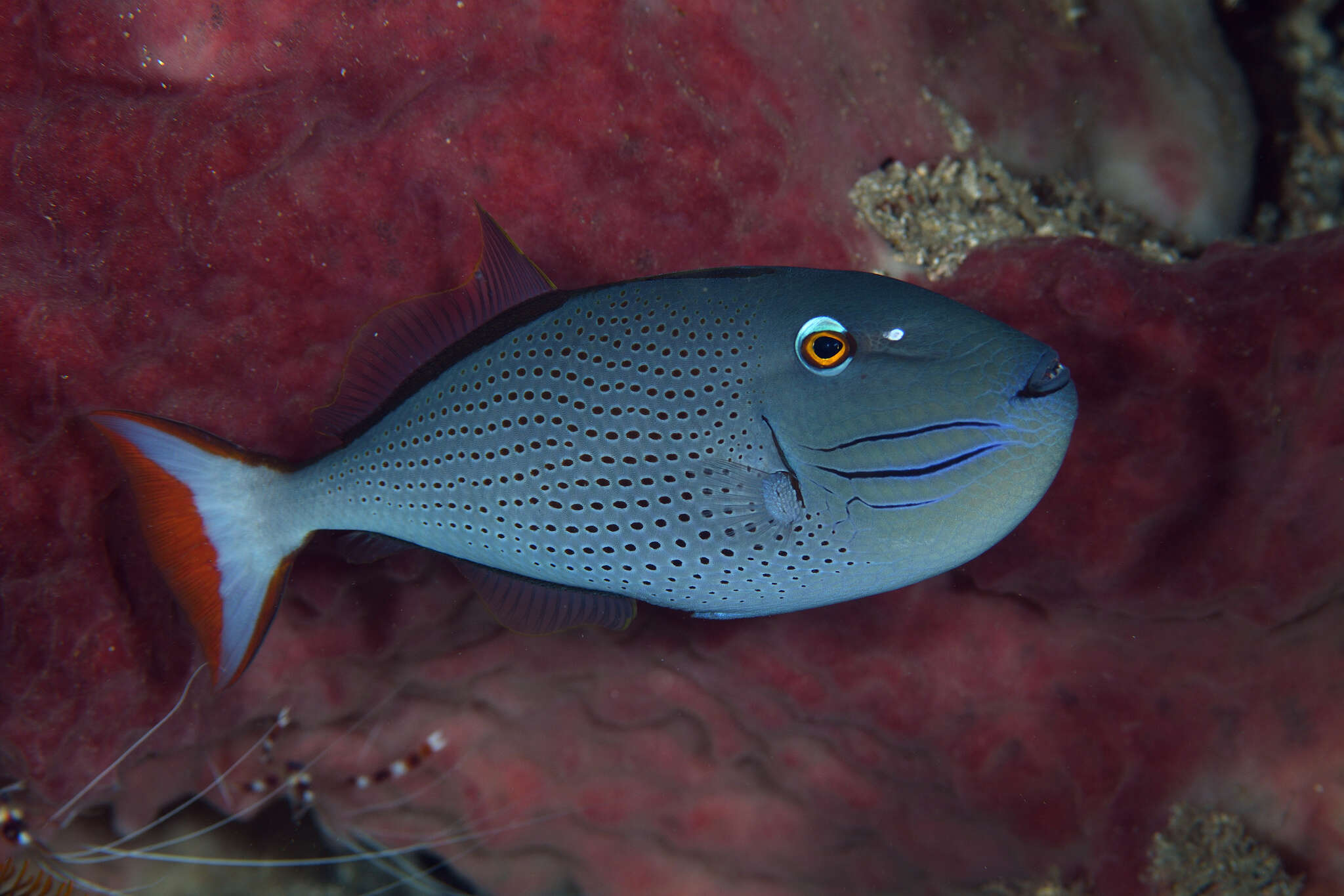 Image of Sargassum Triggerfish