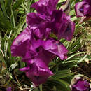 Image of Iris barnumiae subsp. demawendica (Bornm.) B. Mathew & Wendelbo