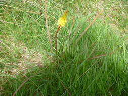 Image of Bulbinella angustifolia (Cockayne & Laing) L. B. Moore