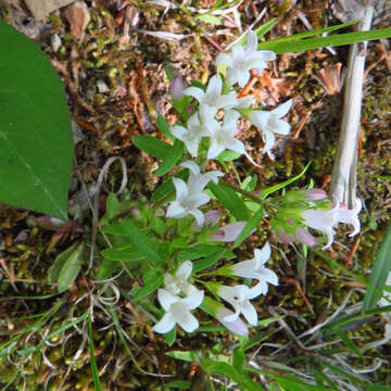 Image of Canadian summer bluet