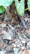 Image of Asarum forbesii Maxim.