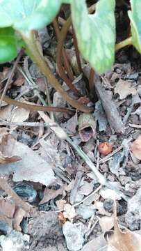 Image of Asarum forbesii Maxim.