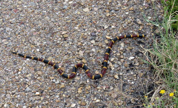 Image of Micrurus tener tener (Baird & Girard 1853)