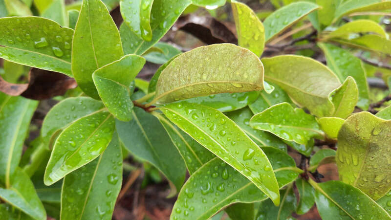 Sivun Guapira graciliflora (Mart. ex J. A. Schmidt) Lundell kuva