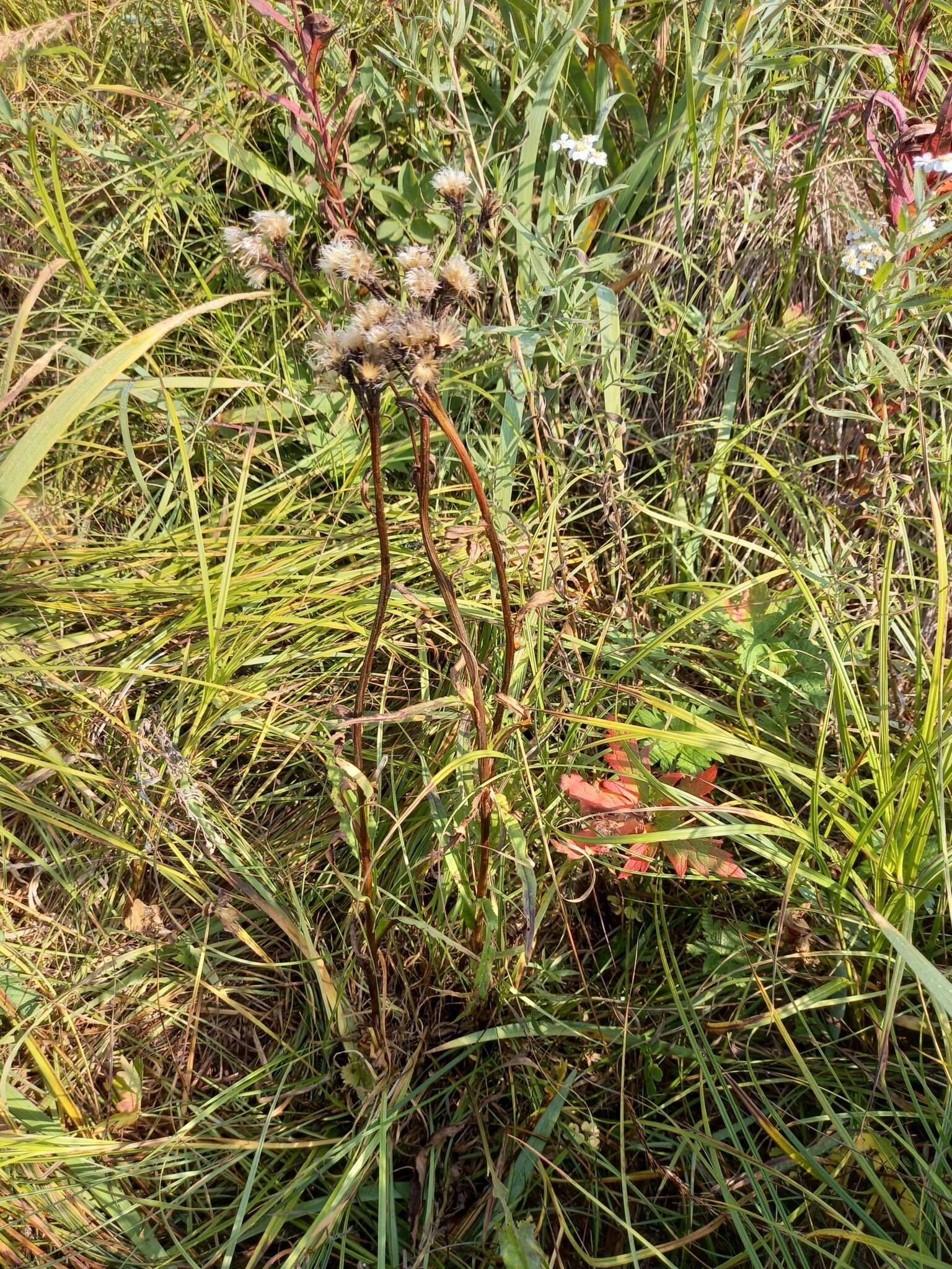 Image of Saussurea nuda var. oxyodonta (Hult.) Worosch.