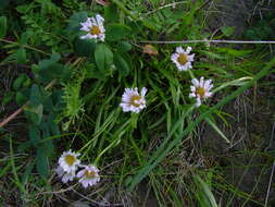 Image of Erigeron silenifolius (Turcz. ex DC.) Botsch.