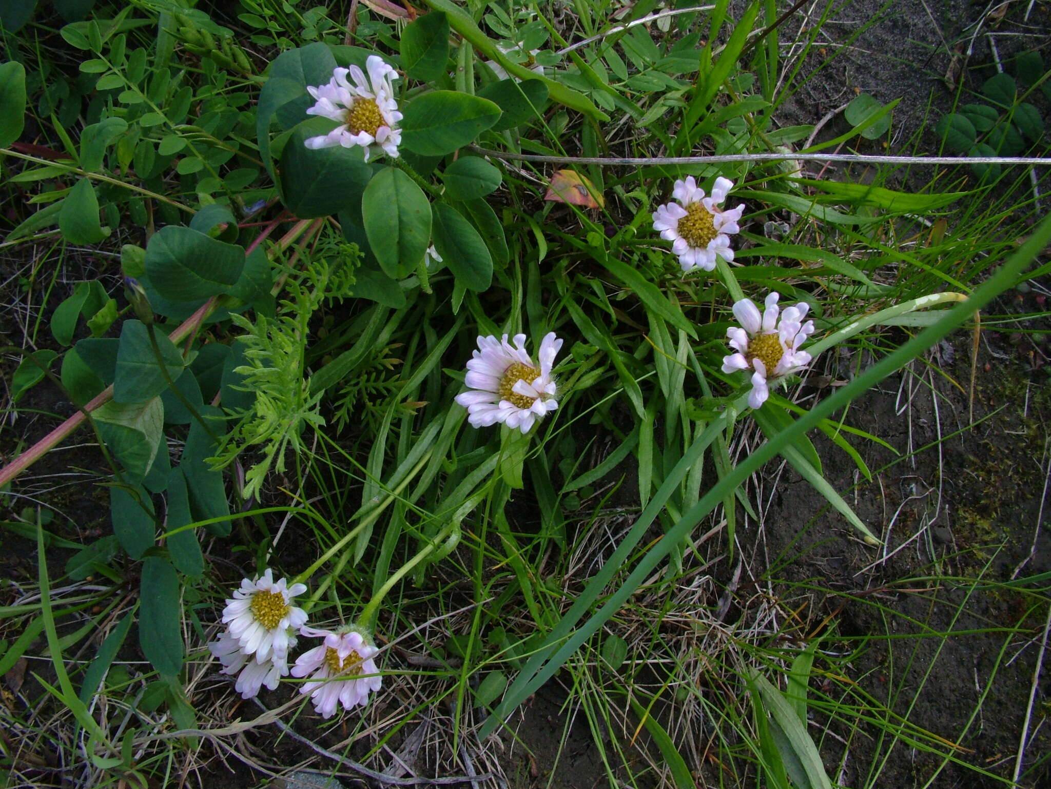 Image of Erigeron silenifolius (Turcz. ex DC.) Botsch.