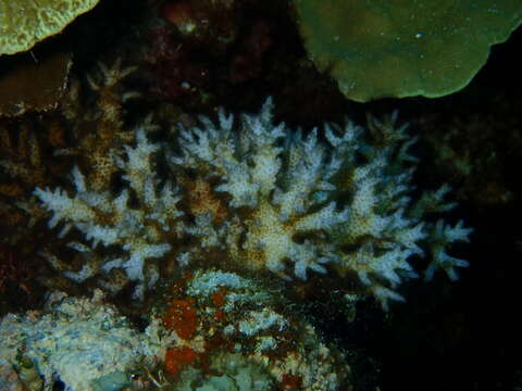 Image of Pocillopora acuta Lamarck 1816