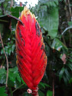 Image of Heliconia episcopalis Vell.