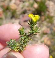 Слика од Aspalathus juniperina subsp. juniperina