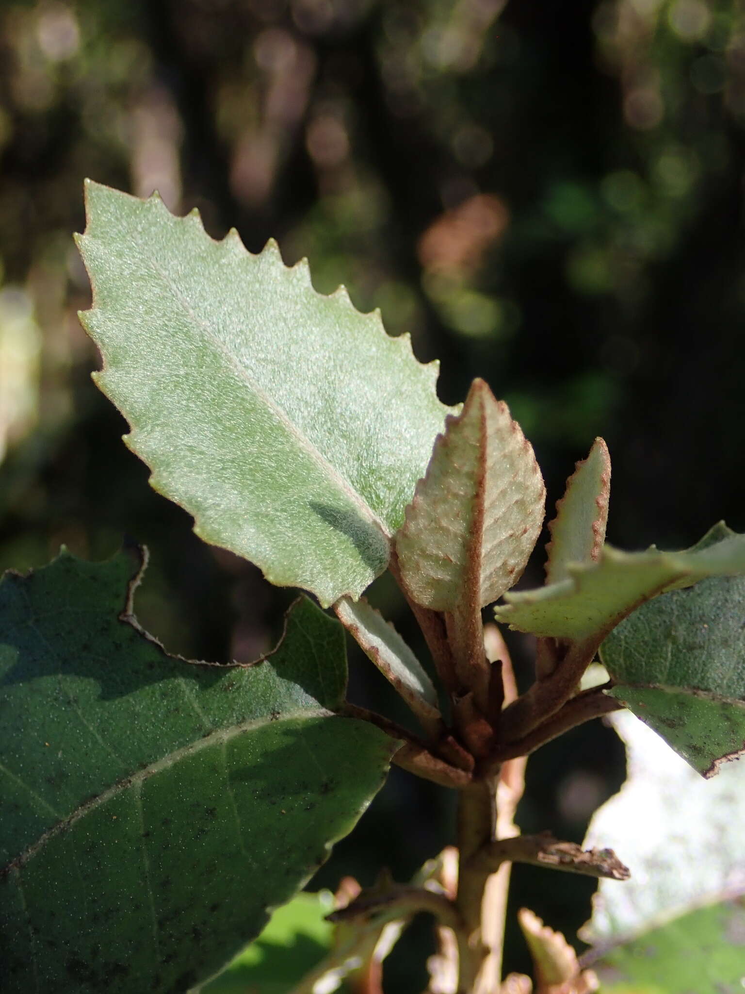 Imagem de Olearia macrodonta Baker