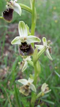 Слика од Ophrys bornmuelleri subsp. bornmuelleri