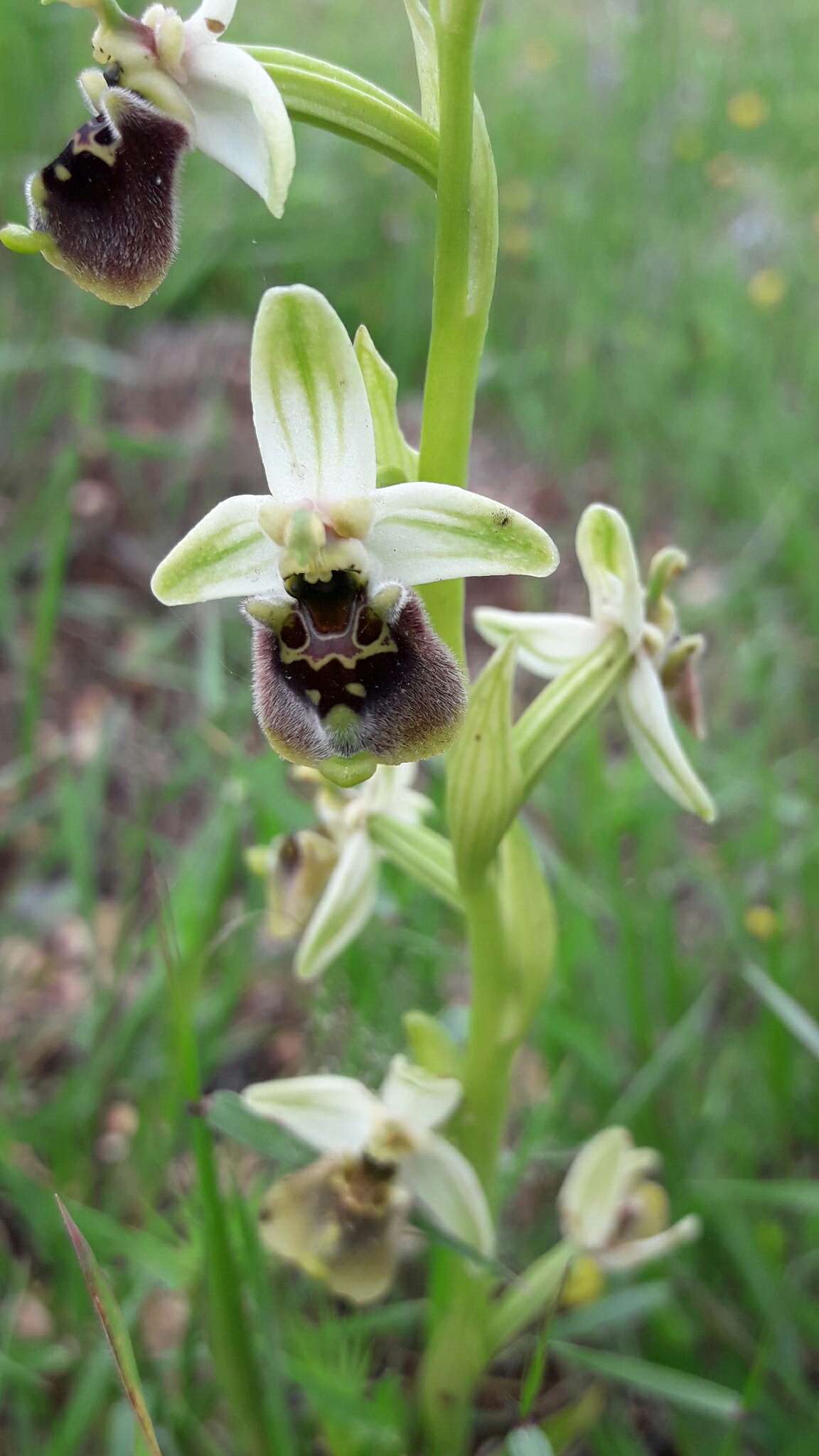 Ophrys bornmuelleri subsp. bornmuelleri resmi