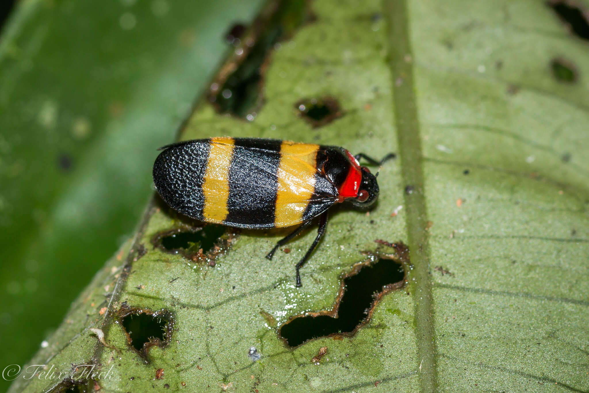 Image of Sphenorhina nigricephala Carvalho & Webb 2004