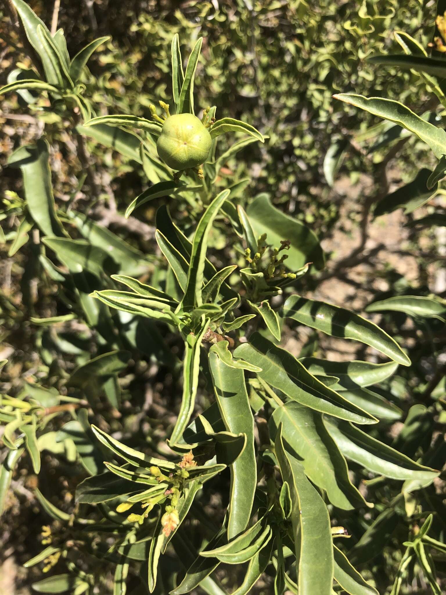 Image of Jatropha capensis (L. fil.) Sond.