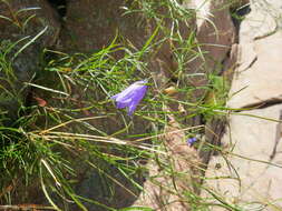 Image of Campanula intercedens Witasek