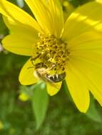 Image of Sunflower Andrena