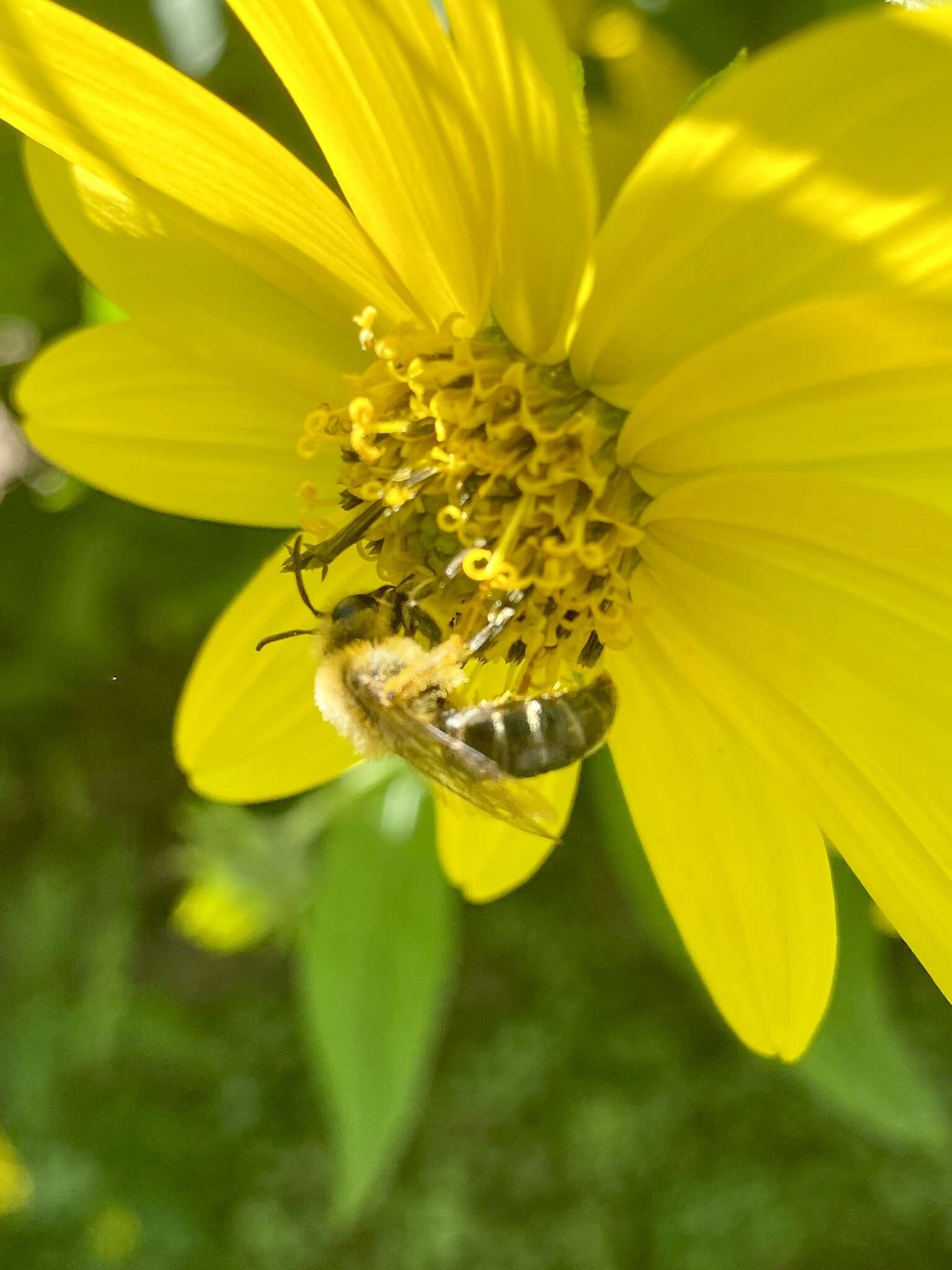 Image of Sunflower Andrena