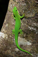 Image de Phelsuma grandis Gray 1870