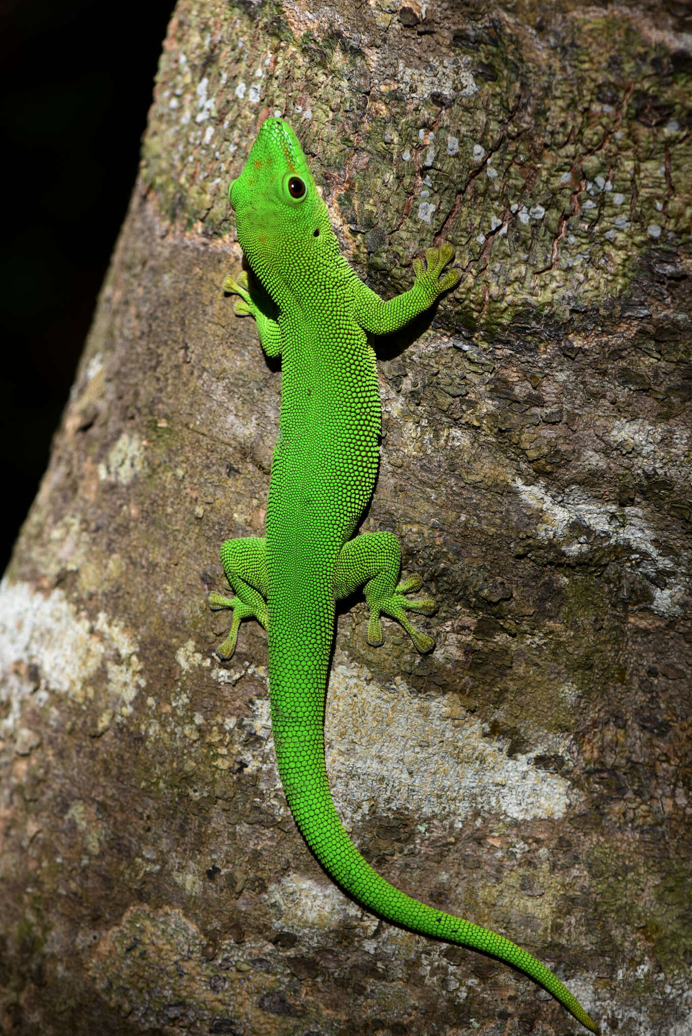 Plancia ëd Phelsuma grandis Gray 1870