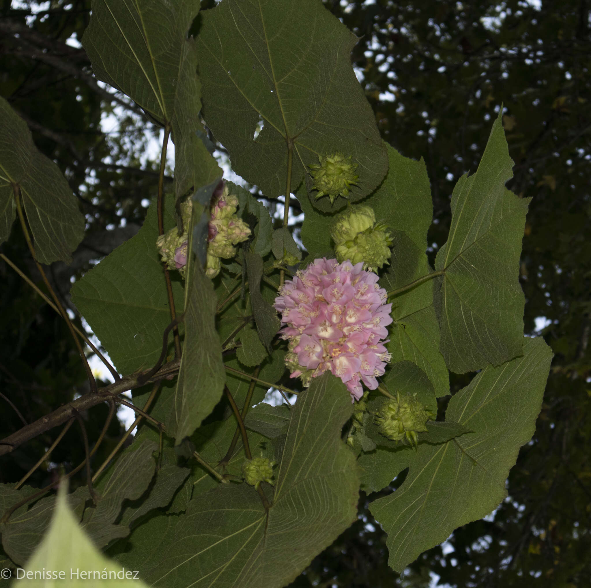 Image of <i>Dombeya</i> × <i>cayeuxii</i>