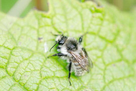 Image of Bombus deuteronymus Schulz 1906