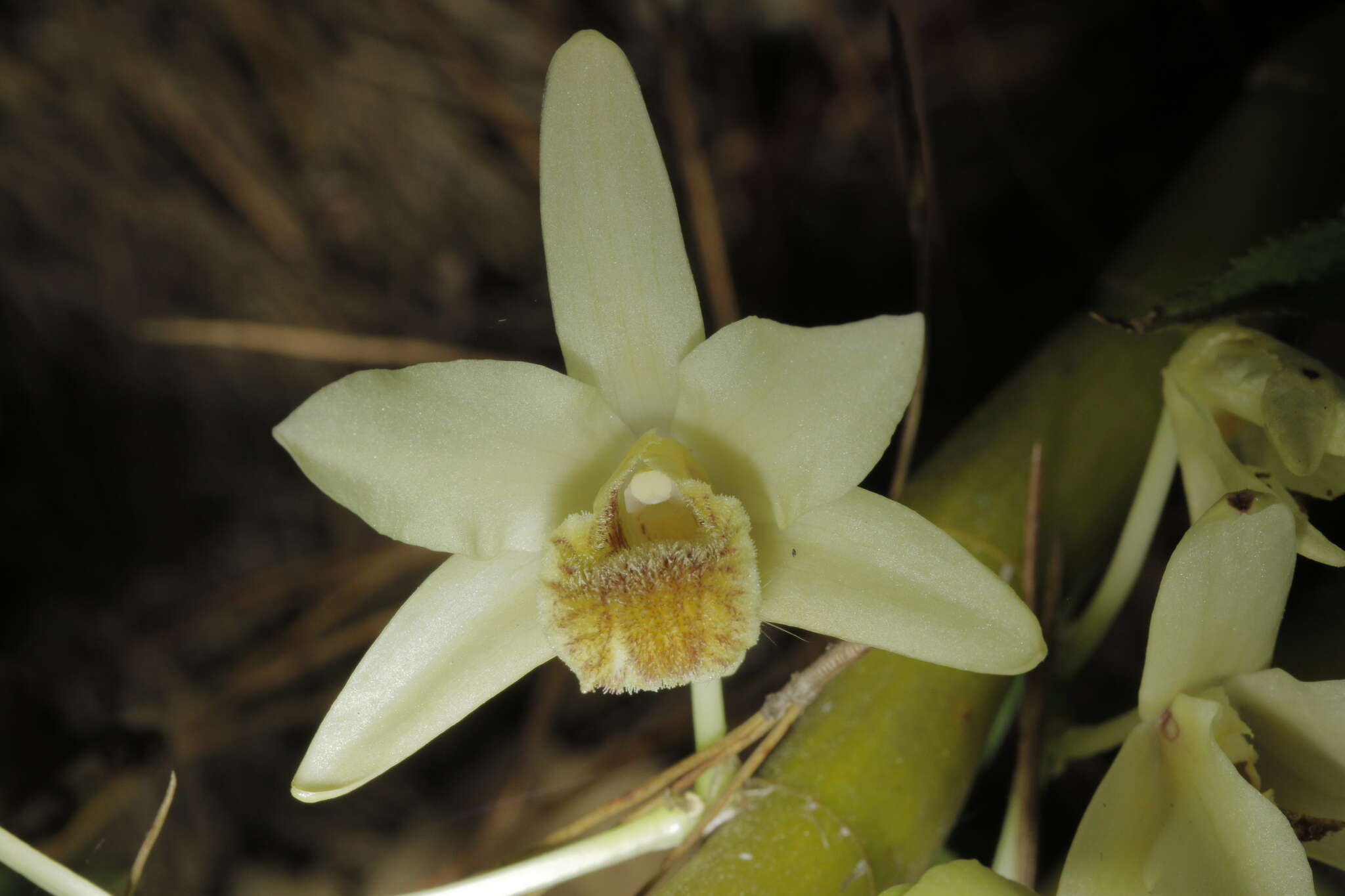 صورة Dendrobium heterocarpum Wall. ex Lindl.