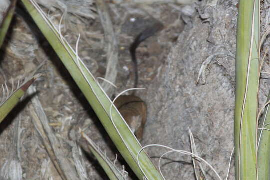 Image of Merriam's Kangaroo Rat