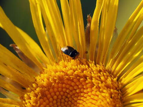 Image of Geocoris (Piocoris) erythrocephala (Lepelitier & Serville 1825)