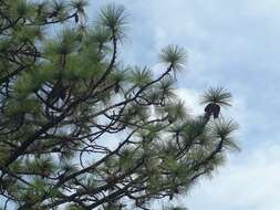 Image of Michoacán Pine