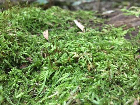 Image of seductive entodon moss