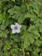 Image of Himalayan windflower