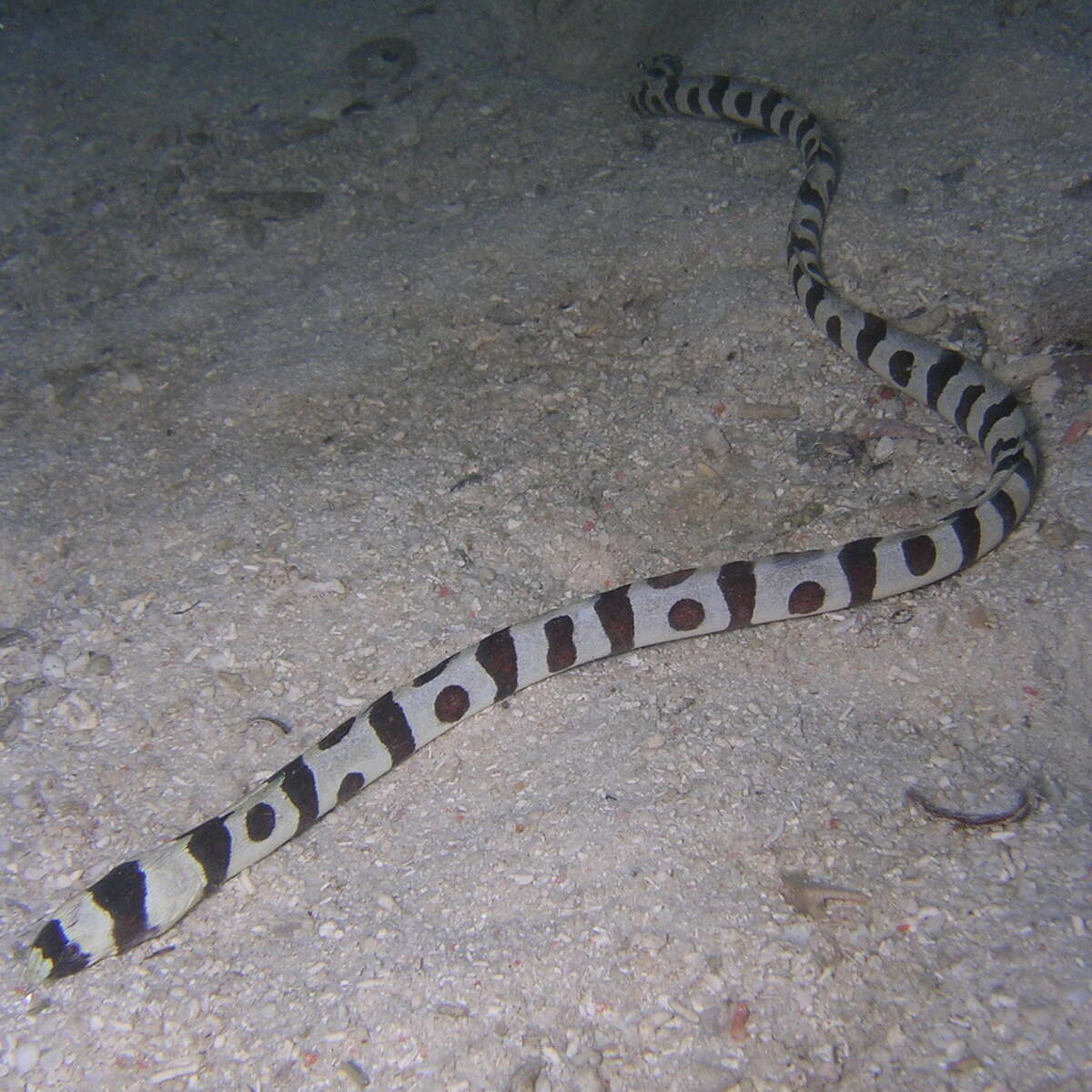 Image of Banded snake eel