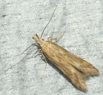 Image of Moth