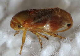 Image of Clastoptera testacea Fitch 1851