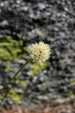 Plancia ëd Calliscirpus criniger (A. Gray) C. N. Gilmour, J. R. Starr & Naczi