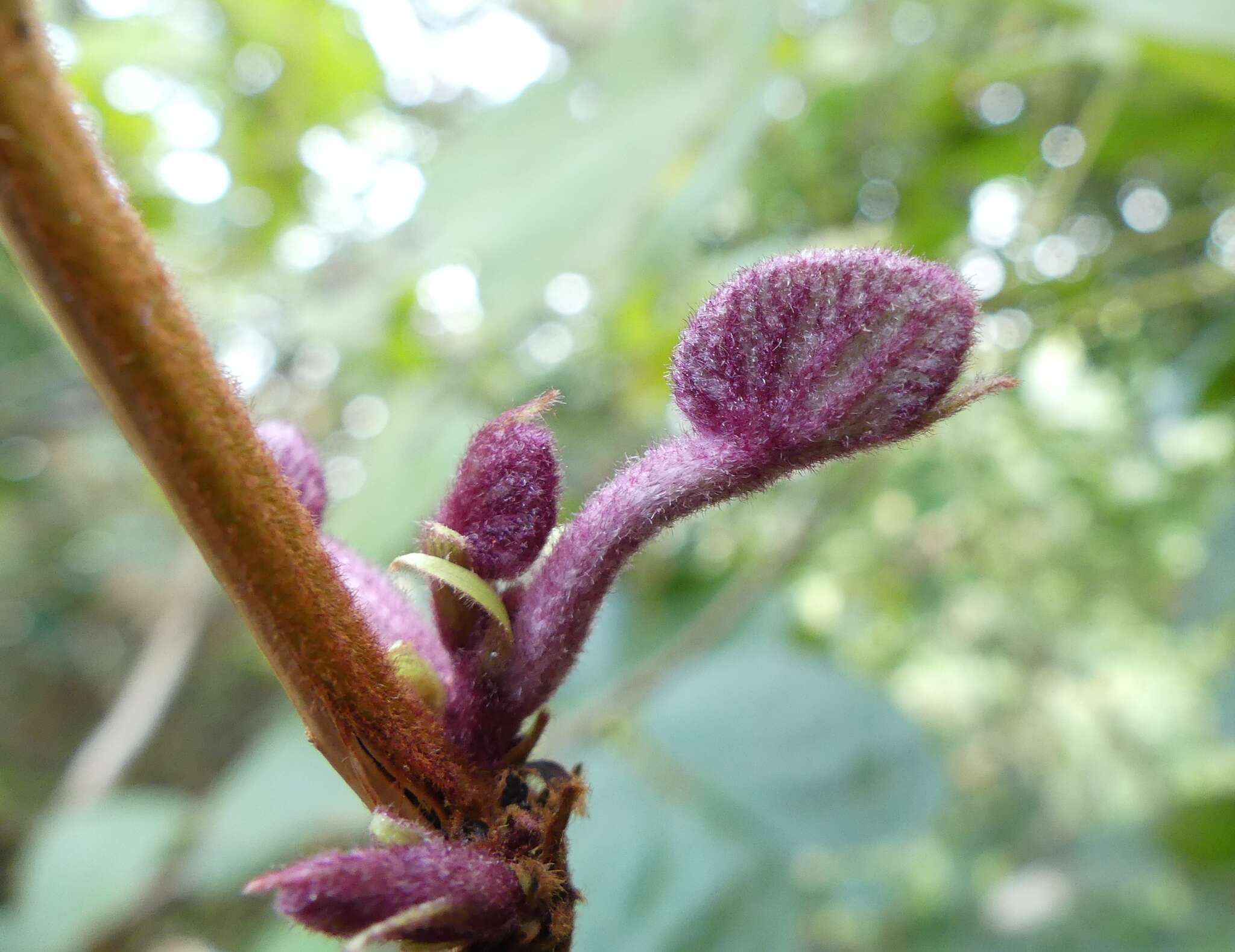 Image of Bauhinia vahlii Wight & Arn.