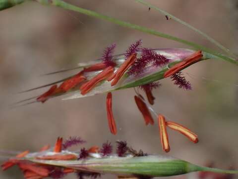 Image of Rytidosperma pallidum (R. Br.) A. M. Humphreys & H. P. Linder