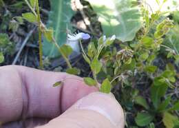 Image of Veronica ceratocarpa C. A. Mey.