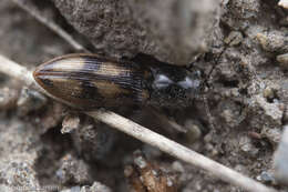 Image de <i>Liotrichus umbripennis</i>