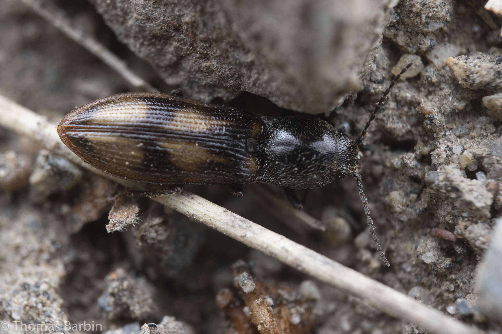 Imagem de <i>Liotrichus umbripennis</i>