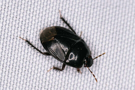 Image of Burrower bug