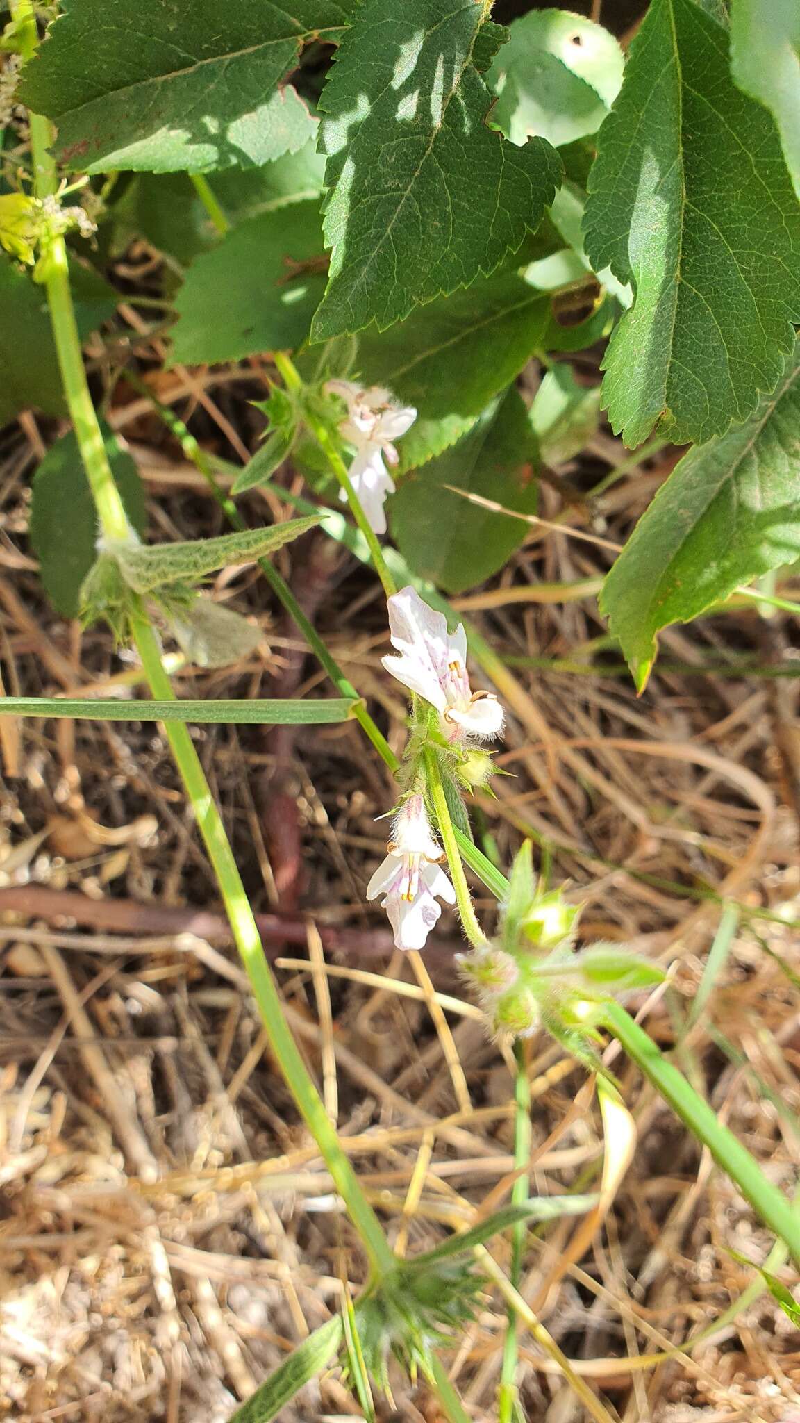 Image of Stachys distans Benth.