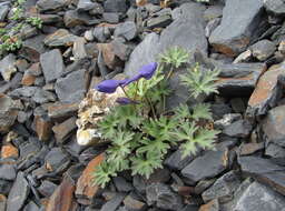 Image of Delphinium caucasicum C. A. Mey.