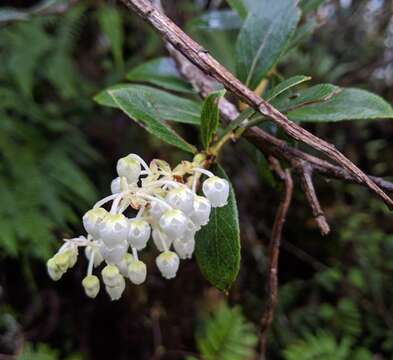 Gaultheria reticulata Kunth的圖片